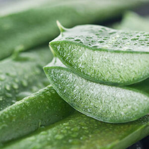 Dewy aloe slices on aloe stalks. You may also like: